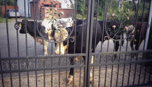 Moove along