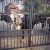 Moove along