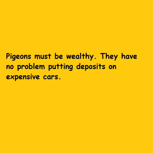 wealthy pigeons