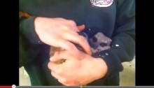 Tickling a meerkat