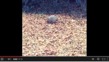 Dillo Jean, the dancing Armadillo