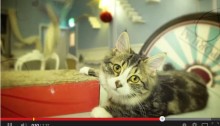 Lady Dinah's Cat Emporium