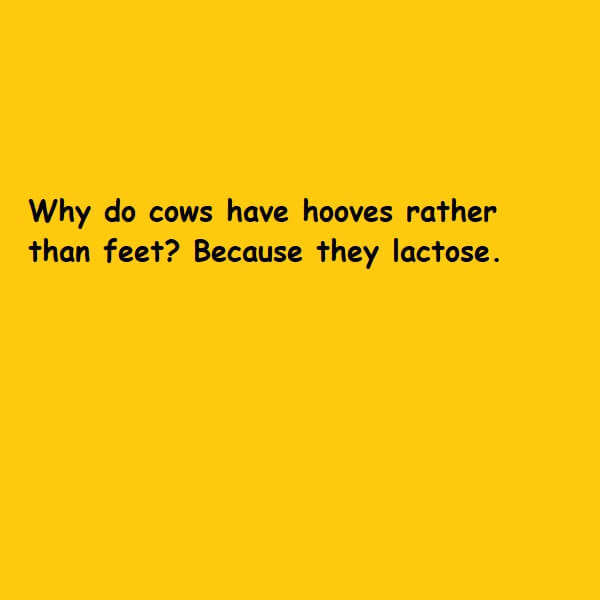 lactose