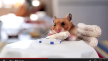 A hamster eating a tiny burrito