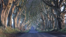 The Dark Hedges, Northern Ireland