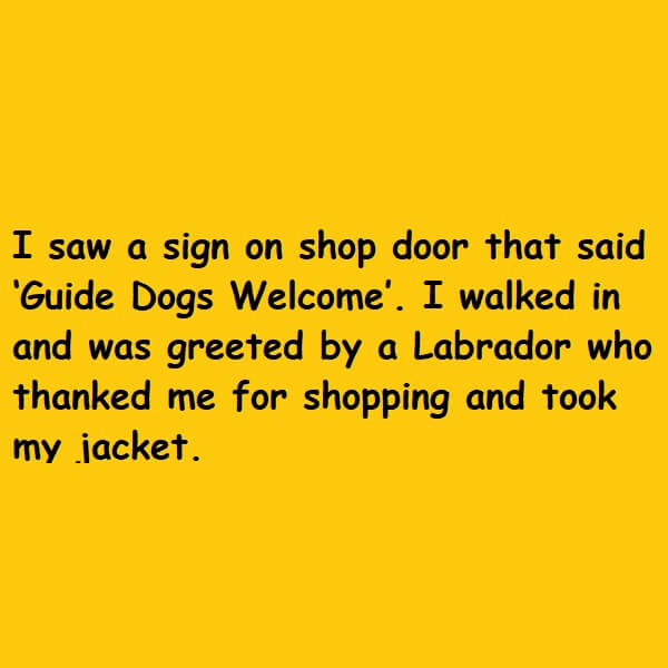 greeted by a labrador